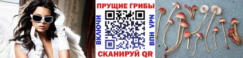 мориарти телеграм  Шиханы  Галлюциногенные грибы Cubensis 